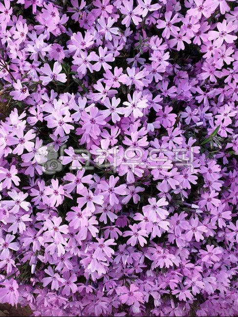 패랭이꽃,꽃잎,꽃,식물,보라색,flower