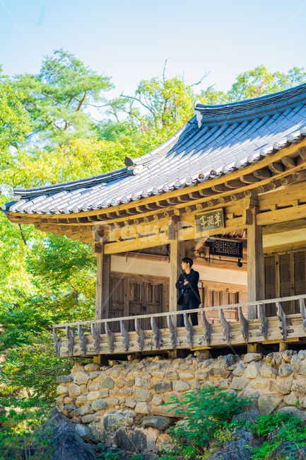 초간정,정자,사원,인간,건물,architecture,건축물,temple,신전,절벽,언덕,나뭇가지,나무,기와,맑음,인물,가을,사람,자연,풍경,nature,landscape,한국자연풍경,한국자연경관,korea nature landscape,한국전통,한국문화,korean traditional,korean culture