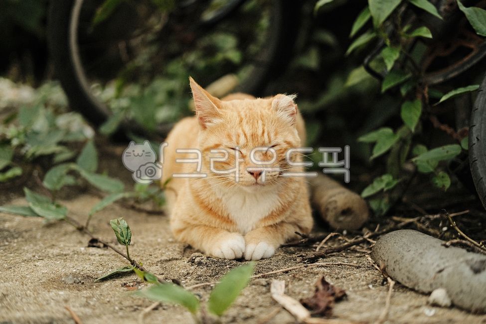 neutering,stray cat,cats paw,cat