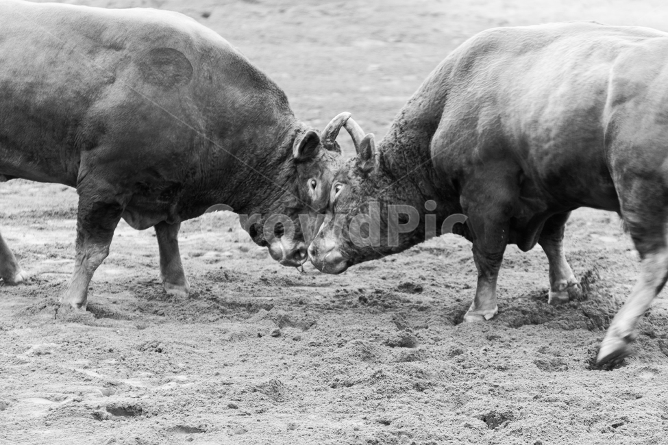 황소,bull,animal,소싸움,청도,소,대결,역동적,동물,animal,포유류,mammal