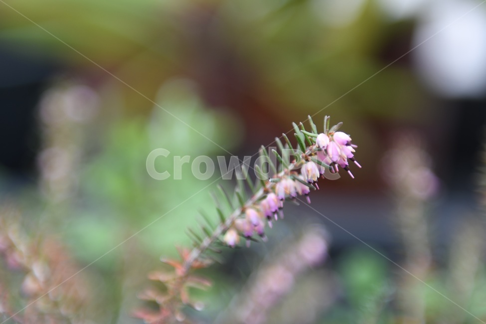 식물,꽃,감성사진,자연,flower,꽃사진,봄,봄꽃,계절,감성,4월,spring,힐링,자연풍경,풍경,봄,계절,spring,season,식물,자연,plants,nature,꽃,flower,plant,tree,나무