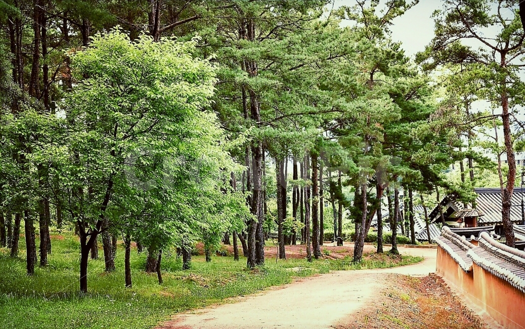 푸른,나무,숲,기와,돌담,오솔길,민속촌,wood,tree,한국전통,한국문화,korean traditional,korean culture,자연,풍경,nature,landscape,plant,식물