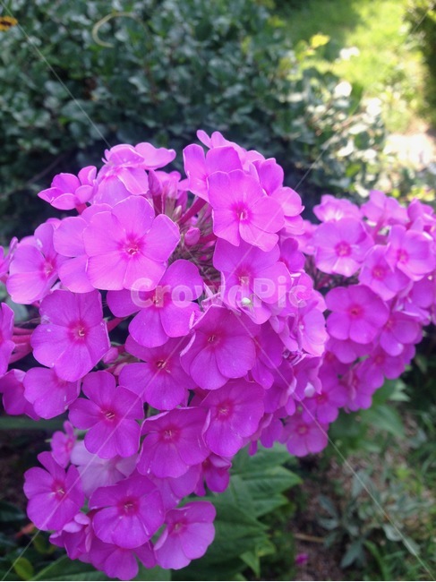 정원,꽃,분홍꽃,핑크,pink,식물,자연,plants,nature,꽃,flower