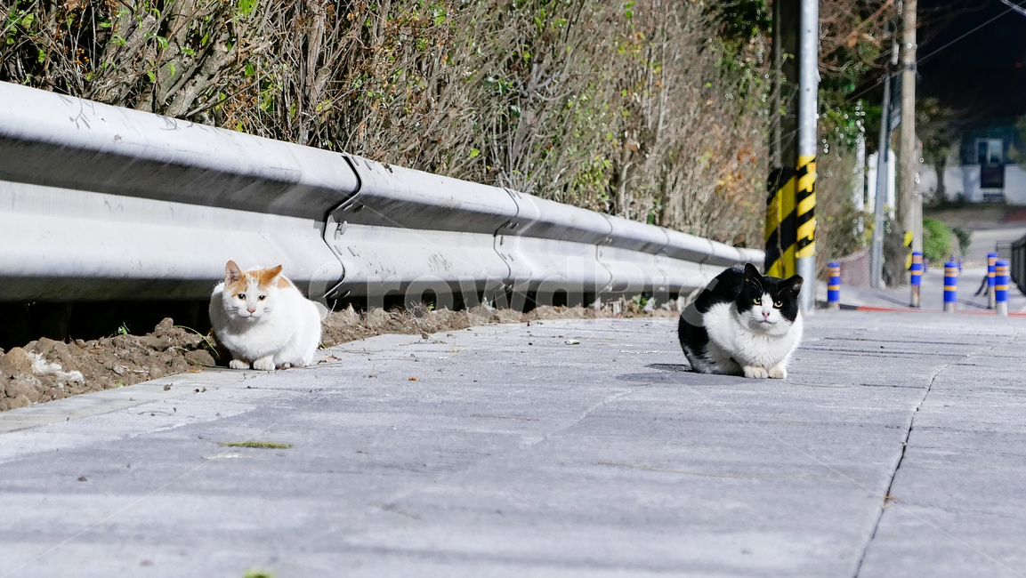 animal,동물,pet,mammal,포유류,cat,고양이,길냥이,동물,animal,포유류,mammal,고양이,cat,kitten,kitty
