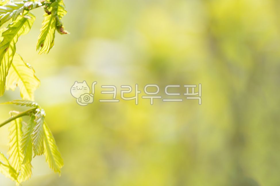 어린잎,봄,연한노랑색,배경,상수리나무
