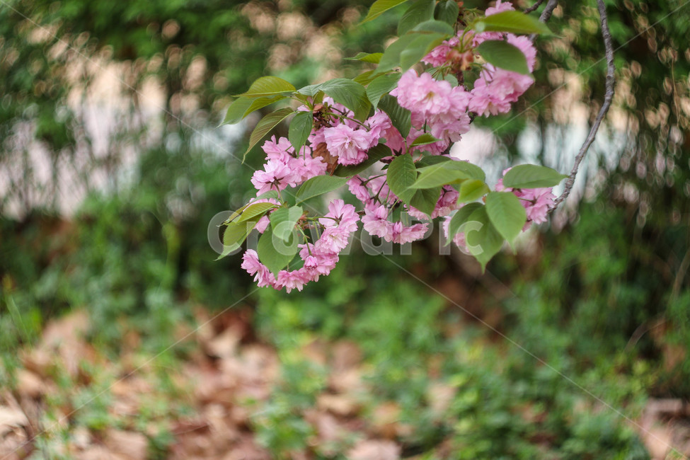 봄,봄날,봄꽃,꽃,분홍,예쁜,아름다운,배경,연분홍색,계절,겹벚꽃,spring,flowers,beautiful,season