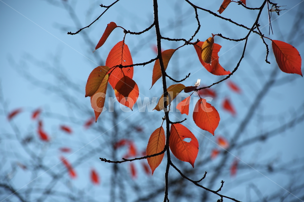 잎,단풍,벚나무잎,redleaves,leaf,가을,계절,fall,autumn,season,식물,자연,plants,nature,plant,veins,정맥