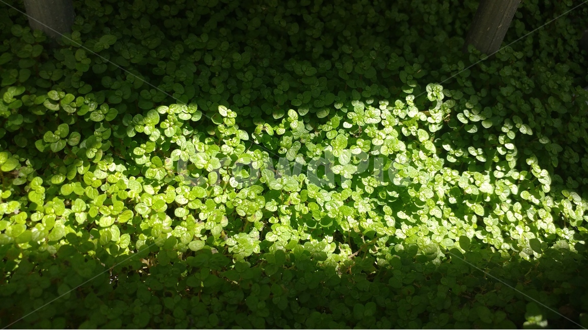 자연,식물,풀,아기눈물풀,빛과그림자,nature,plant,babytears,lightandshadow,식물,자연,plants,nature