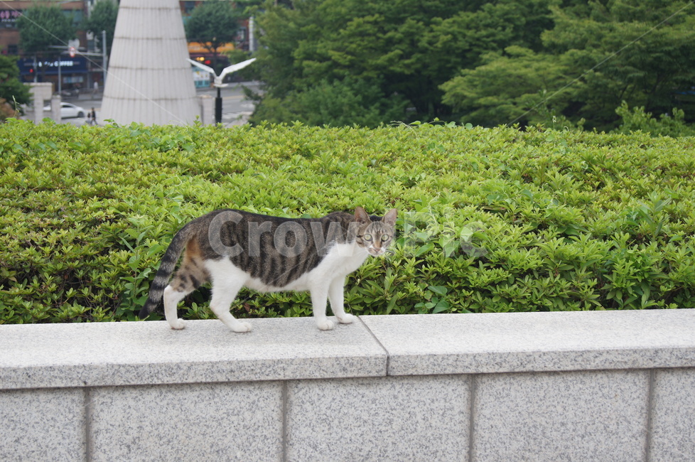고양이,길고양이,야생고양이,동물,떠돌이,산책