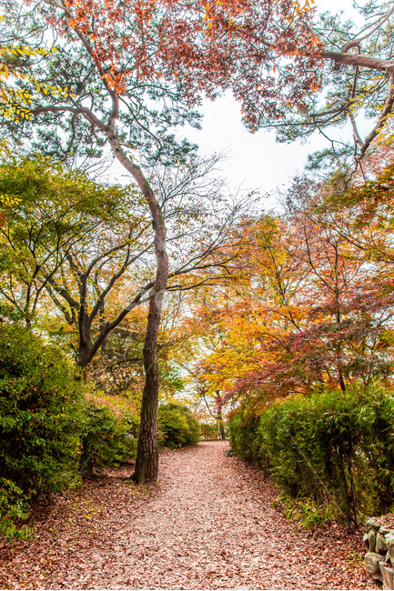 가을,공원,낙엽,단풍,풍경,감성,산책로,가을,계절,fall,autumn,season,자연,풍경,nature,landscape,tree,나무,plant,식물,path,통로,walkway,보도