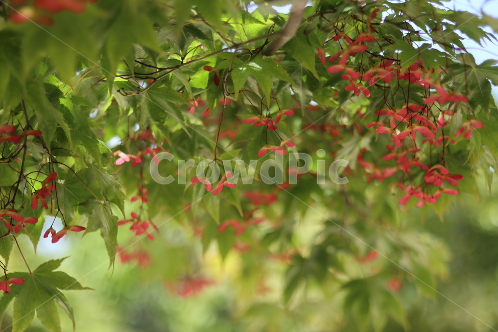 단풍나무,단풍씨앗,5월,빛,맑음,식물,자연,plants,nature