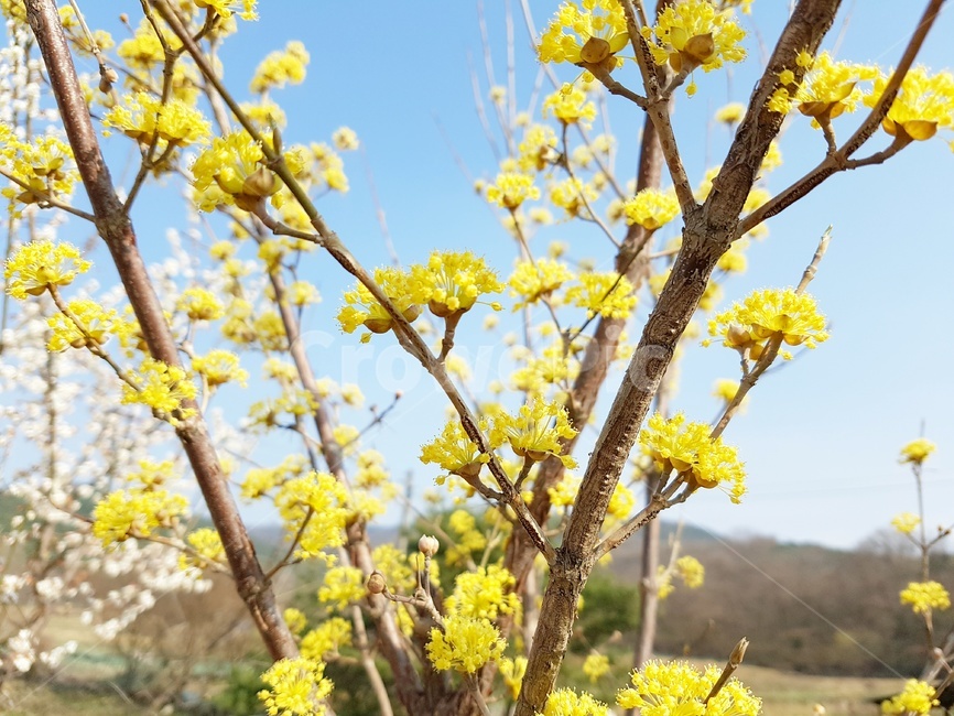 산수유,산수유꽃,봄꽃,봄,봄날,봄풍경,꽃,파란하늘,봄,계절,spring,season,식물,자연,plants,nature,꽃,flower,plant