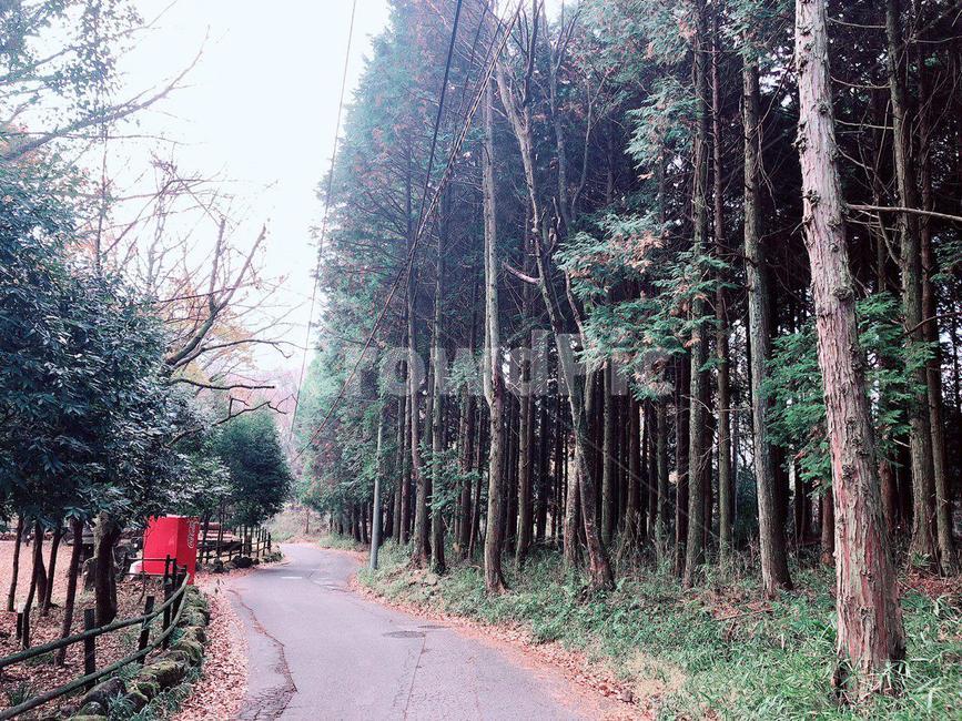 유후인,후쿠오카,일본,소나무,소나무길,자연,산책,산책로,산책길