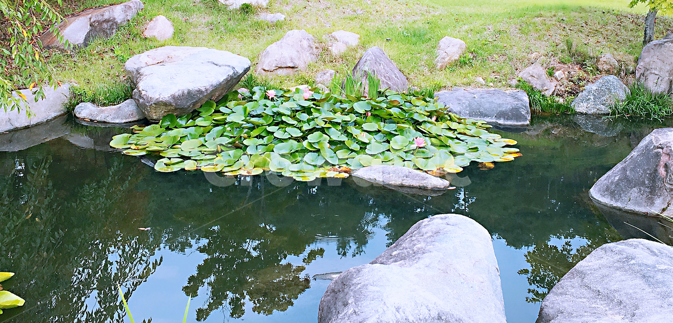 연못,연꽃,자연,물,water,연잎