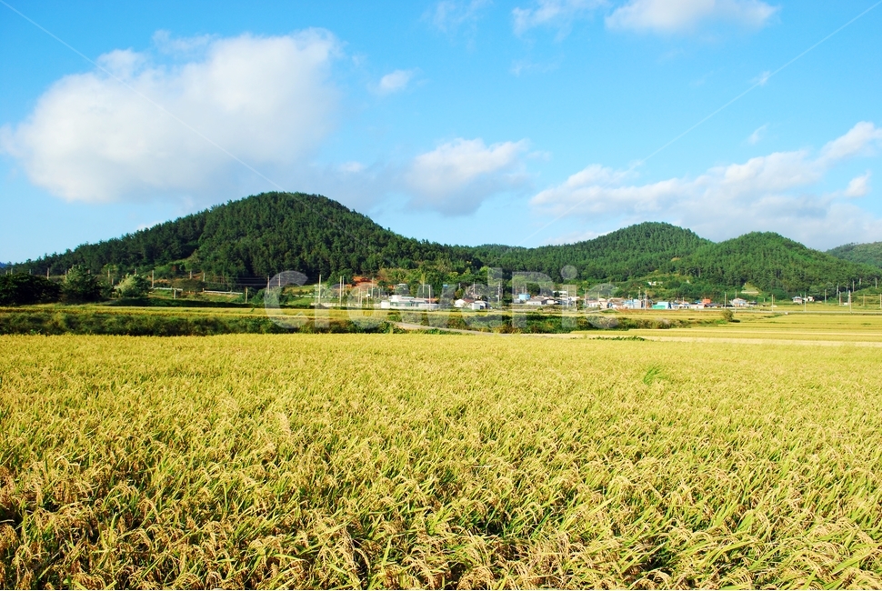 가을,들녘,벼,농사,농업,가을하늘,풍경,자연,시골,마을,풍경,landscape,country,rural,town