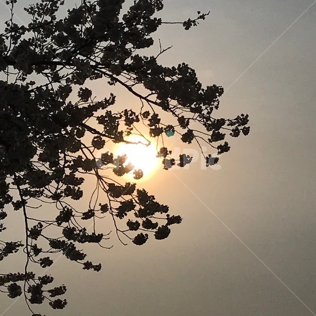 실루엣,그림자,벚꽃,감성,풍경