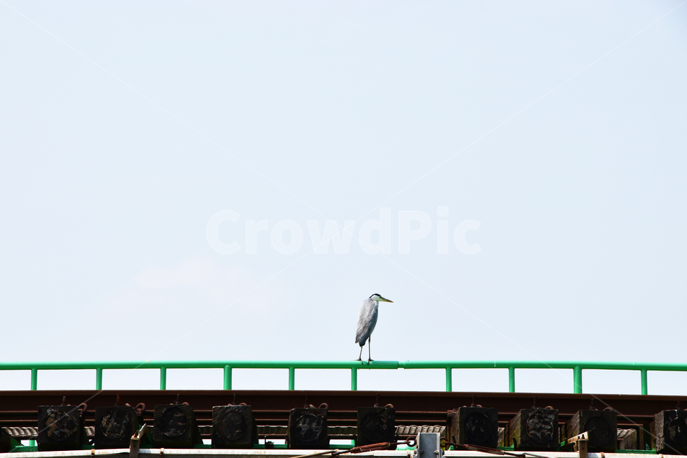 배경,아름다운,자연,하늘,파란,구름,새,철길,background,beautiful,nature,sky,blue,clouds,new,railway,동물,animal,조류,새,birds