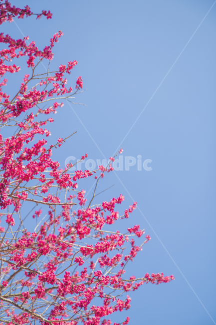 하늘,꽃,봄,flower,봄꽃,봄,계절,spring,season