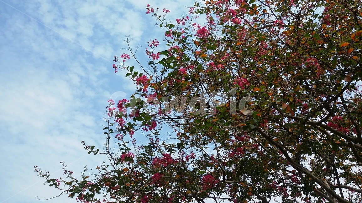 꽃,나무,하늘,구름,풍경,자연,풍경,nature,landscape,plant,식물