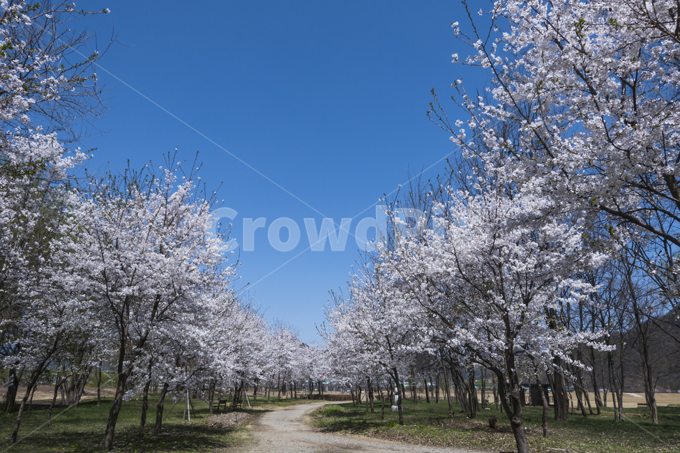벚나무,벚꽃,꽃,봄,산책,산책길,여유,평화,푸른,하늘,봄,계절,spring,season,자연,풍경,nature,landscape,plant,식물