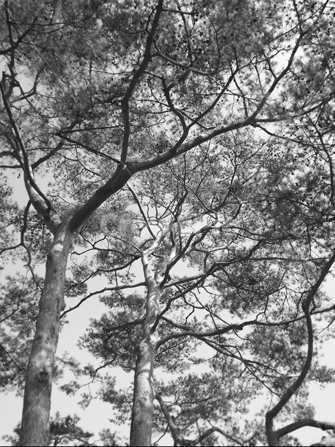의림지,소나무,나무,유원지,숲,자연,식물,자연,plants,nature,나무,trees,wood,흑백,모노톤,monochrome,black and white