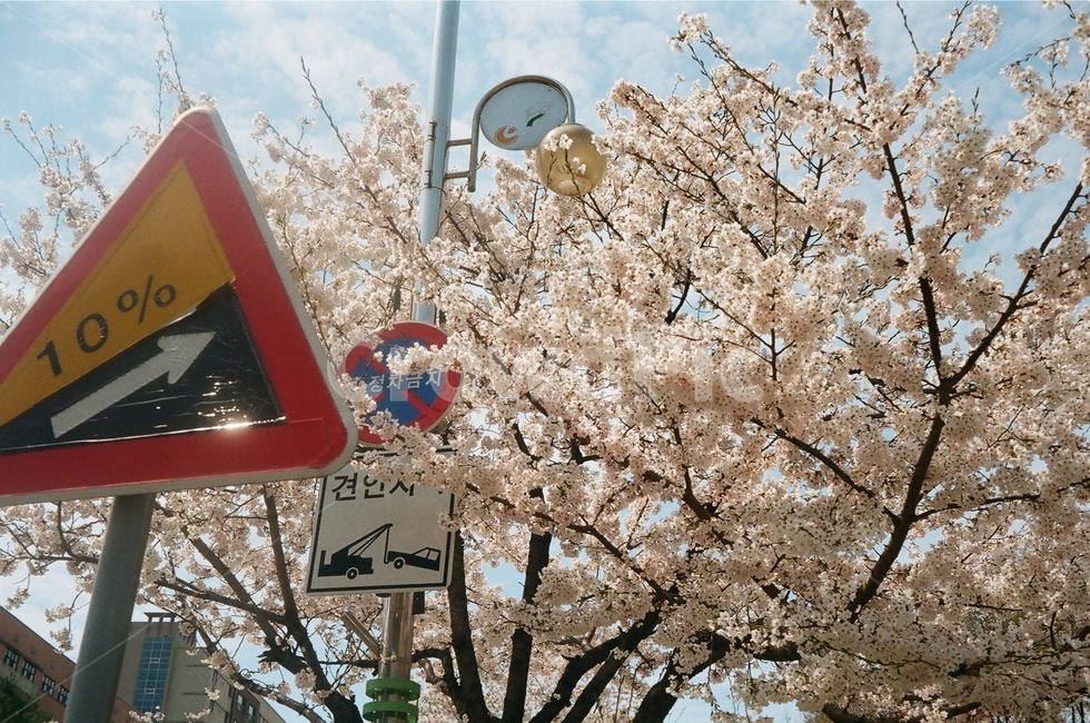 벚꽃,길거리,카페,필름카메라,후지,식물,자연,plants,nature,꽃,flower
