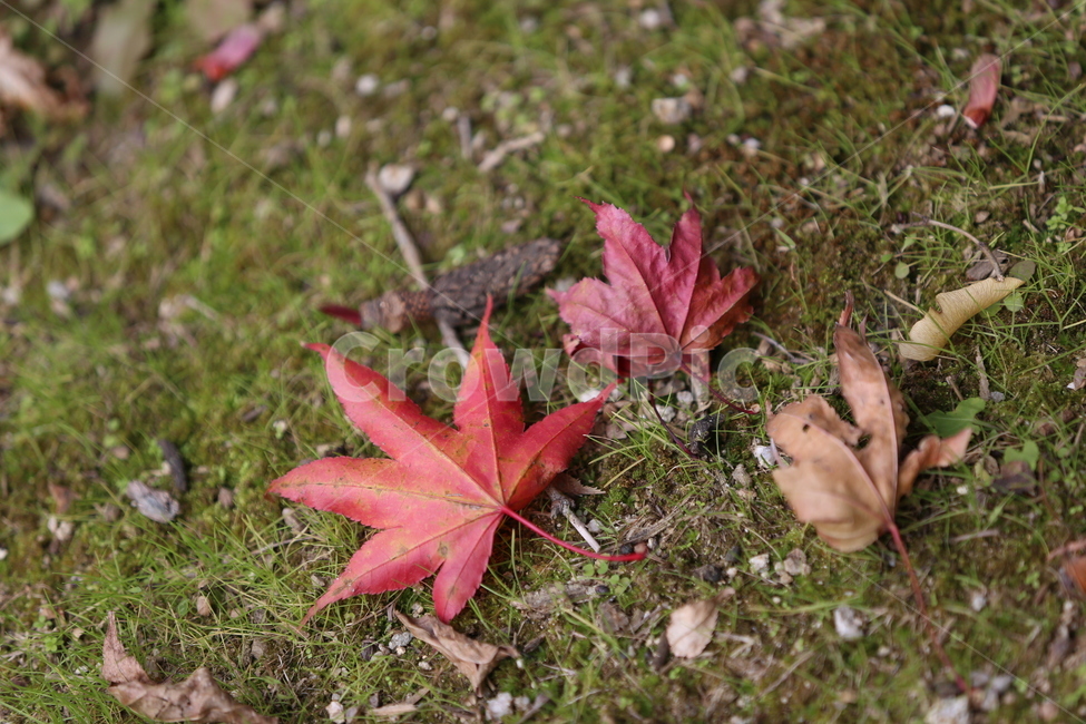단풍잎,가을,낙엽,시간의변화,쓸쓸한,leaf,잎,plant,식물,가을,계절,fall,autumn,season