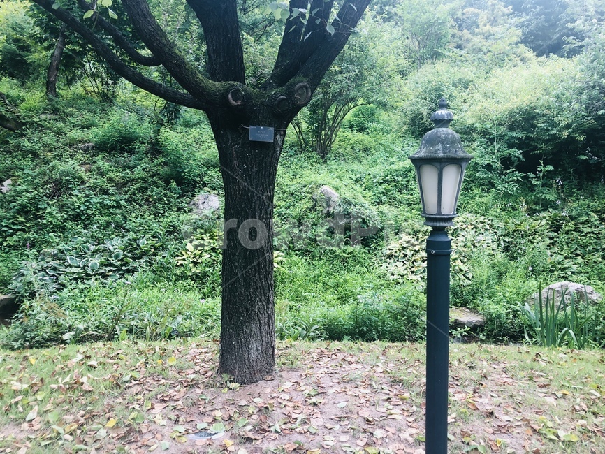 제주도,한국,초록,자연,풍경,하늘,햇살,햇빛,나무,숲,산내음,산책,공기,색감,평안,평온,여유,고요,초목,식물,산림지