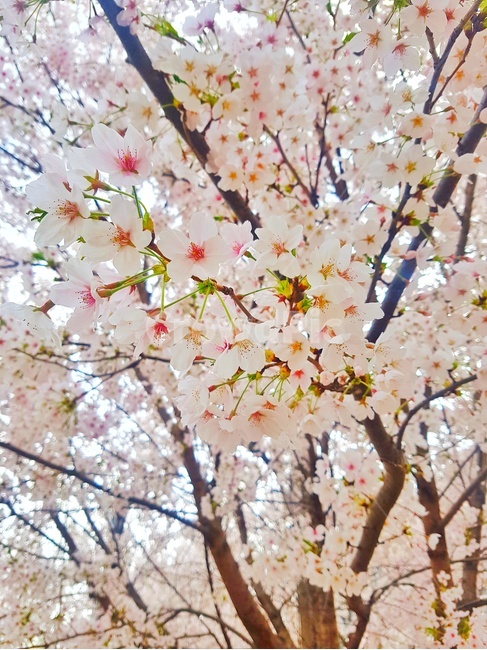벚꽃,벚나무,식물,꽃,봄