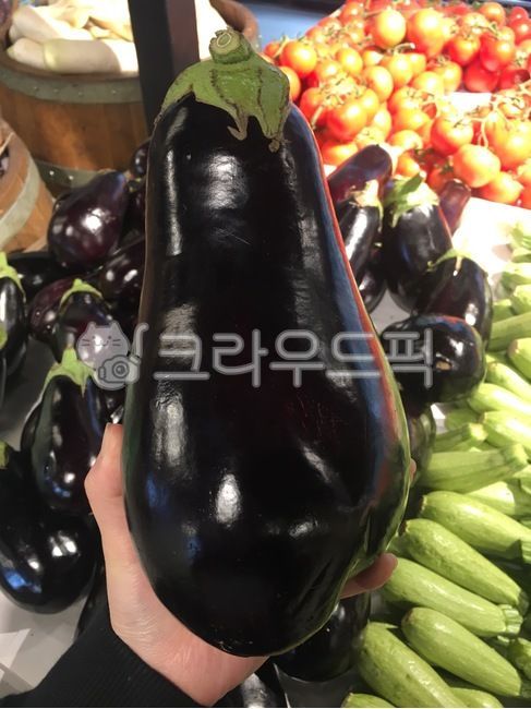가지,eggplant,대왕,큰가지,plant,식물,vegetable,야채,food,음식