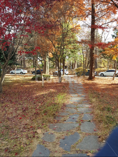 가을,단풍,산책로,autumn,fall