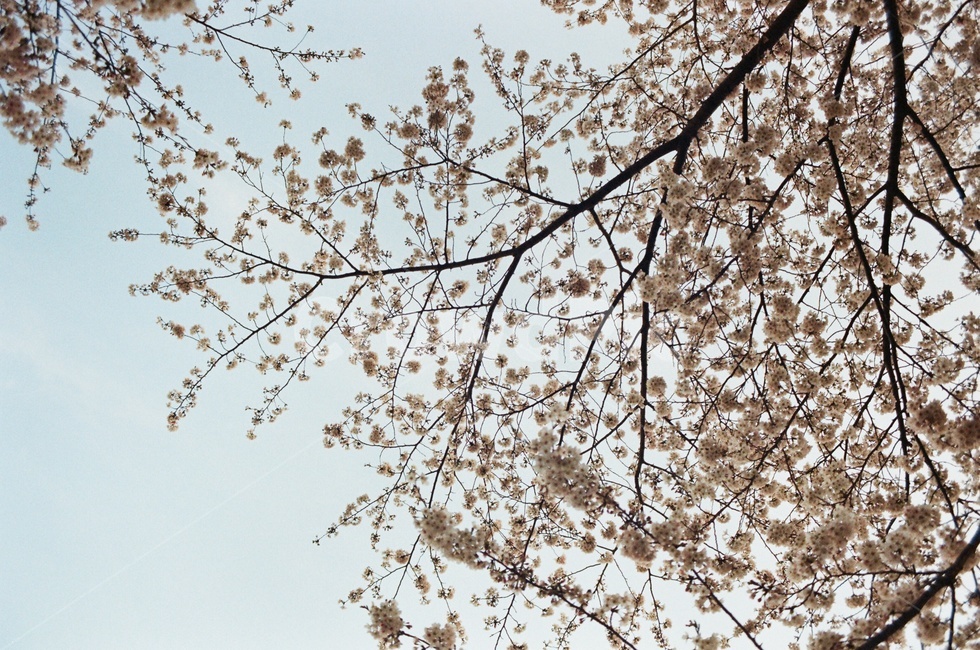 벚꽃,cherryblossom,봄,식물,꽃,flower,spring