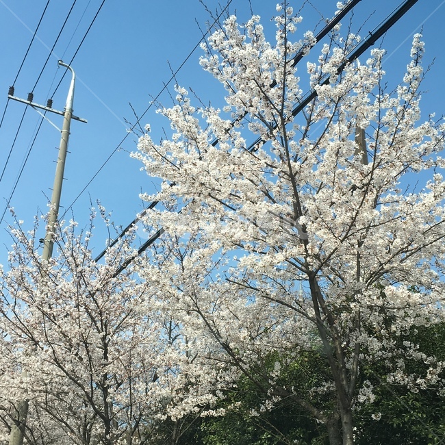 벚꽃,벚꽃나무,봄,자연,풍경,힐링