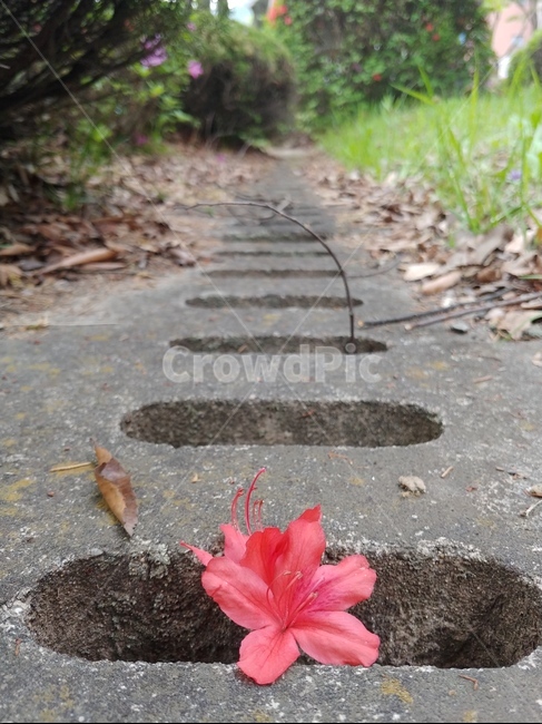 자연,풀,나무,꽃,초록,도시자연,생명,봄,밝음,nature,grass,tree,flower,green,citynature,life,spiring,bright