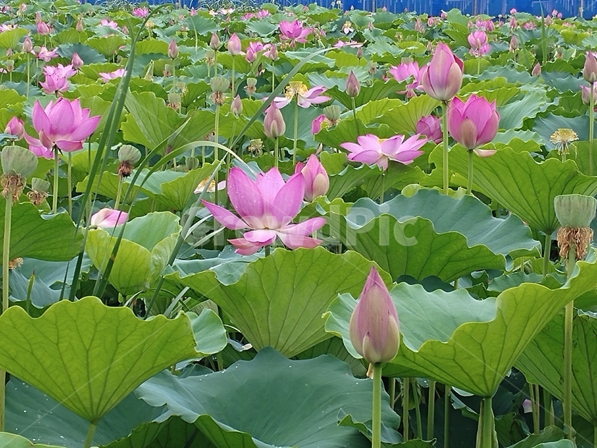 연꽃,lotus,식물,수초,땅속줄기,담수초,련꽃
