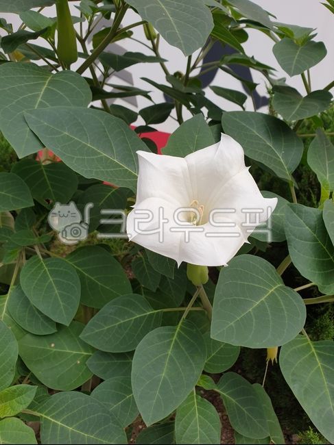 독말풀,datura,대형꽃,천사의나팔꽃,angeltrumpet,흰독말풀,엔젤스트럼펫,흰독말풀꽃,가지과,귀화식물,여름,흰색,화이트,하얀색,꽃,flower,blossom,색깔,색상,색채,색감,color