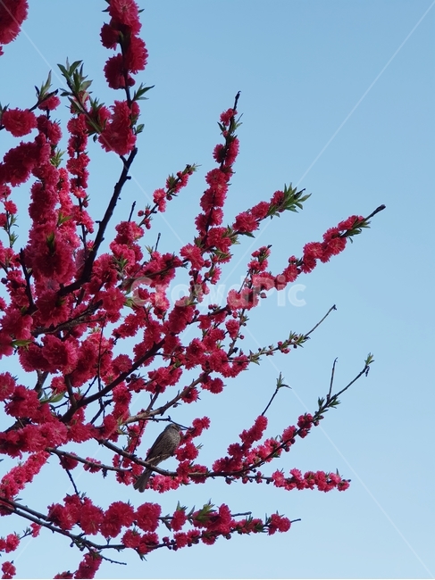꽃,새,색감,홍꽃,카메라,자연,식물,자연,plants,nature,꽃,flower