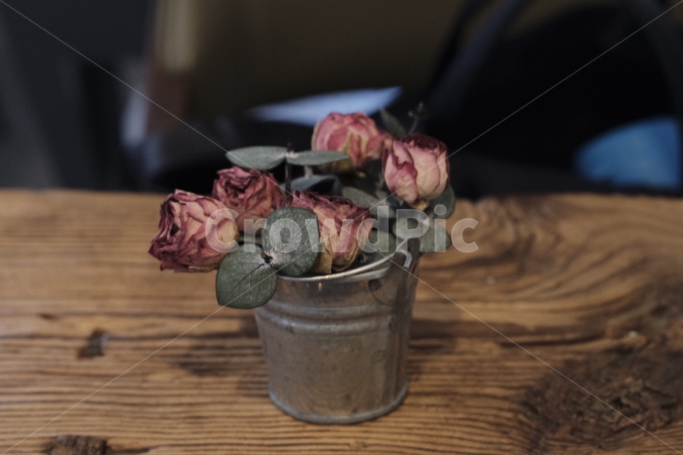 카페,인테리어,cafe,interior,dryflower,감성,색감,꽃,flower,실내용화초,화분,화초,house plant