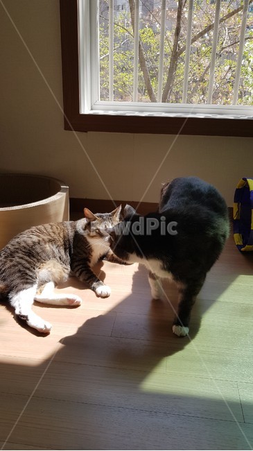 고양이,햇빛,그루밍,두마리,cat,동물