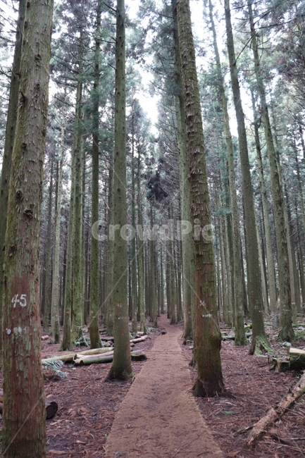 숲,나무,기둥,자연,길,숲길,산속,산길,산책,여행,비좁은,잎,nature,tree,road,편백나무,자연,풍경,nature,landscape,식물,plants,나무,trees,wood,plant