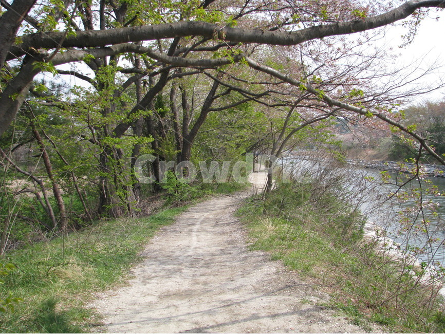 경포대,벚꽃,연못,강릉,대한민국,한국,gyeongpodae,cherryblossoms,pond,gangneung,republicofkorea,southkorea,봄,계절,spring,season,자연,풍경,nature,landscape,path,통로
