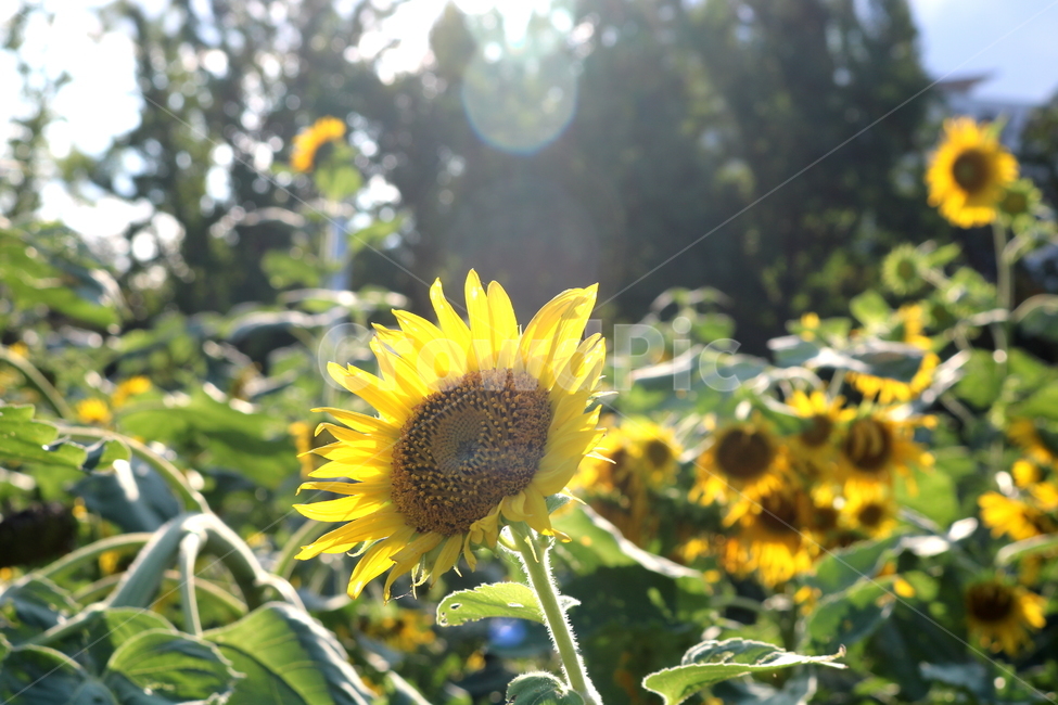 해바라기,해바라기꽃,꽃,식물,나무,씨,해바라기씨,자연,여름,계절,summer,season,식물,자연,plants,nature,꽃,flower,plant,blossom