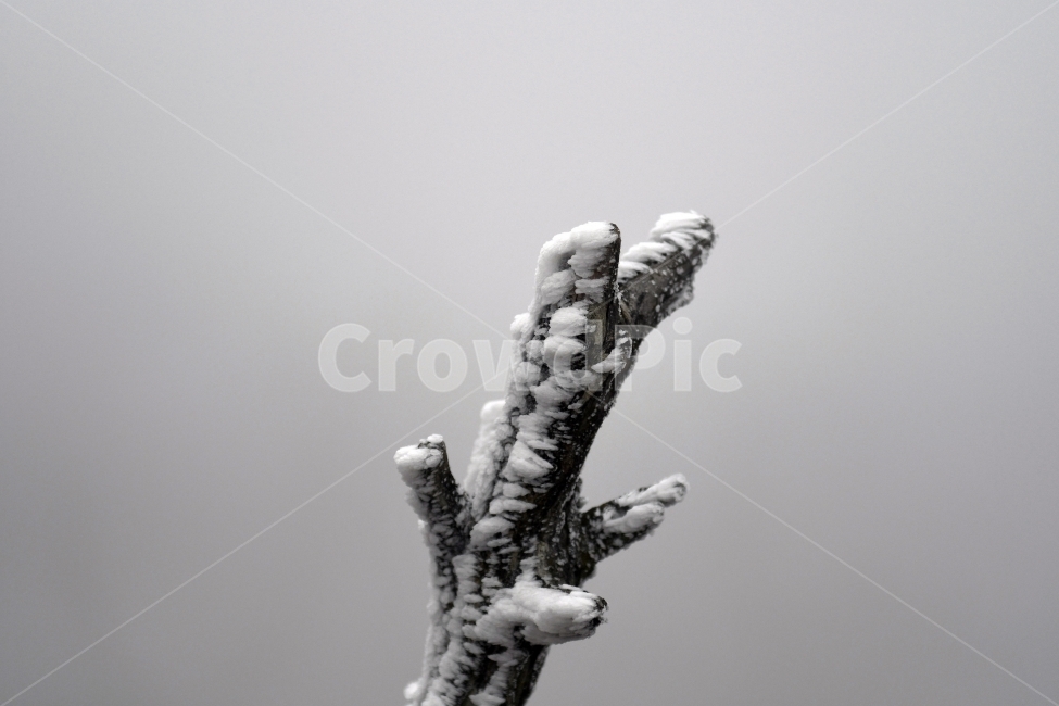 눈,풍경,겨울,눈꽃,상고대,바람,서리,추위,산,나무,겨울,계절,winter,season,식물,자연,plants,nature