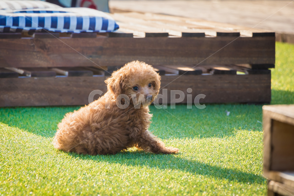 반려견,강아지,푸들,갈색푸들,아기강아지,댕댕이,강아지산책,동물,animal,개,강아지,dog,doggy