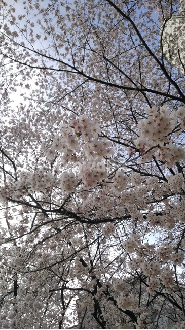 벚꽃,봄,4월,꽃구경,벚꽃놀이,봄,계절,spring,season,plant,식물,flower,꽃,blossom