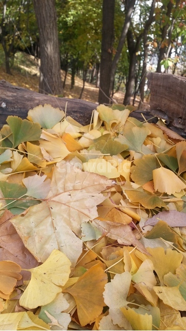 나무,tree,잎,나뭇잎,가을,산,산책,단풍,은행나무,autumn,가을,계절,fall,autumn,season,leaf,plant,식물