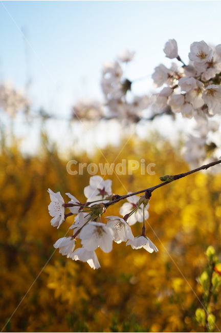 벚꽃나무,벚꽃,개나리,봄꽃,꽃길,봄,계절,spring,season,식물,자연,plants,nature,꽃,flower,plant