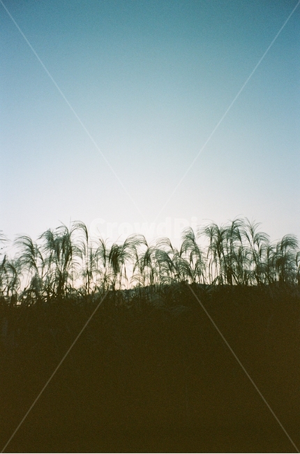 가을,억새,갈대,하늘,그림자,구름,나무,풍경,동네,산책,stroll,sky,fall,autumn,green,blue,cloud,필름,아날로그풍경,analog