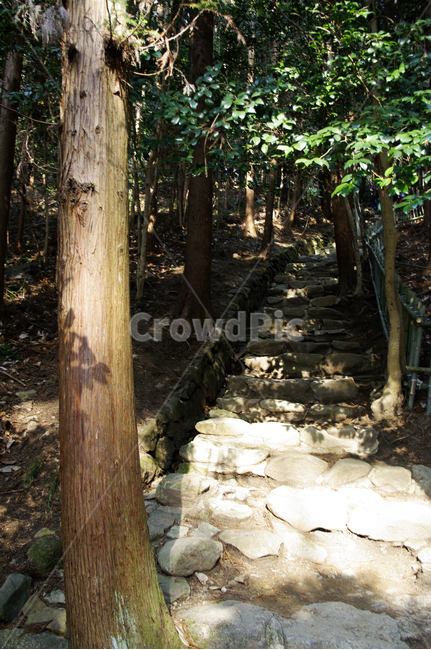 나무,식물,tree,자연,plant,nature,계단,돌,길