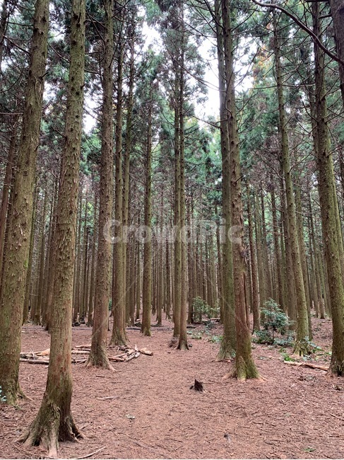 나무,숲,숲길,산책로,사려니숲길,피톤치드,tree,비자림로,비자림,편백나무,삼나무,숲속,산책,자연,풍경,nature,landscape,plant,식물,ground,바닥
